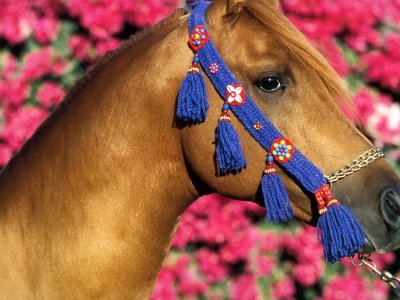 Arabian-Horses001.jpg